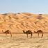 Cammelli nel Sahara