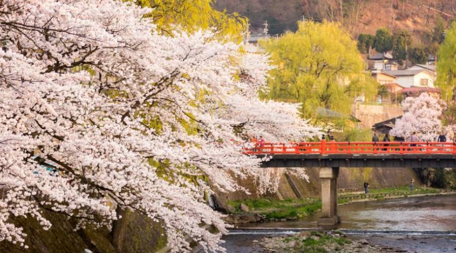 Takayama durante l'Hanami