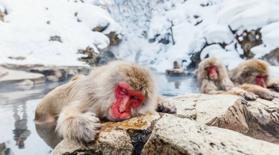 Snow Monkeys