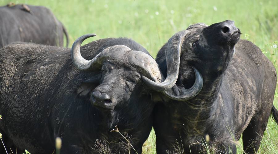 combattimento tra bufali