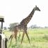 attravesamento giraffa