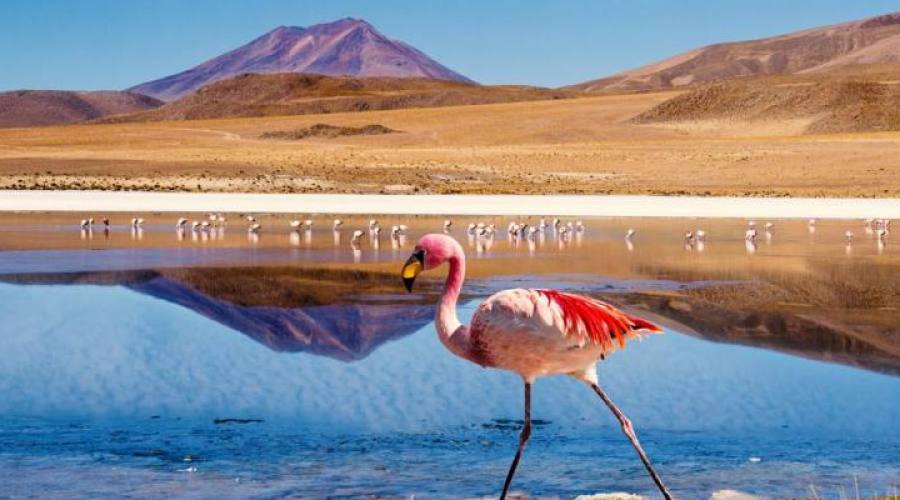 Laguna con fenicottero