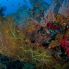 Il mare incontaminato delle isole Andamane