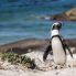 Pinguini a Boulders Beach