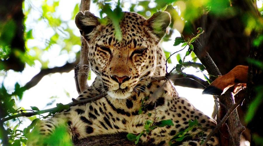 leopardo sull'albero