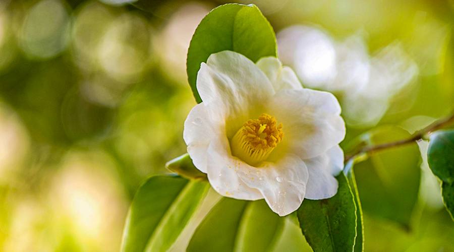 Il fiore della pianta del tè