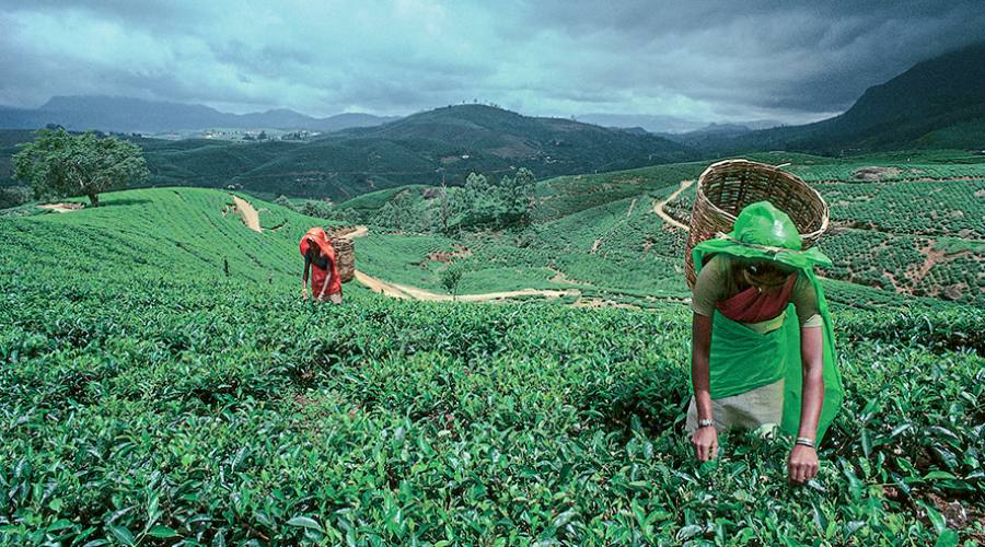 Nuwara Eliya