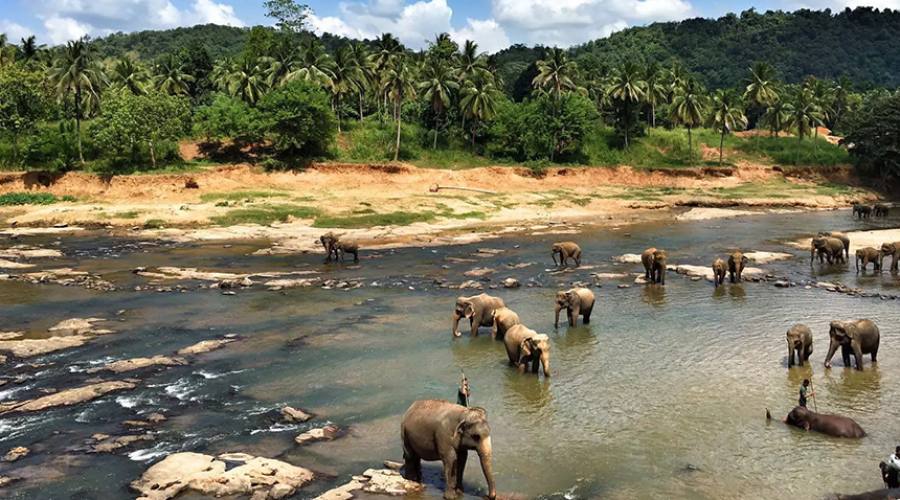 Pinnawela - Elefanti al bagno