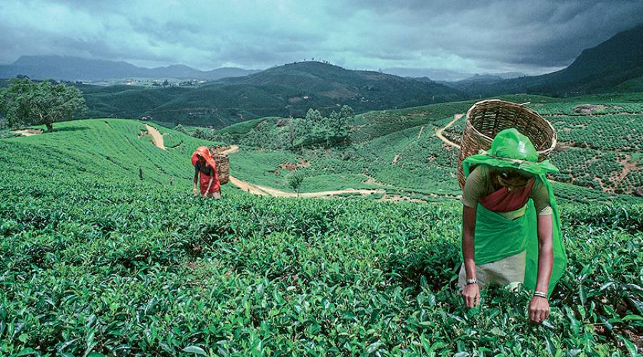 Nuwara Eliya - piantagioni tè