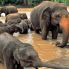 Pinnawela - Elefanti al bagno