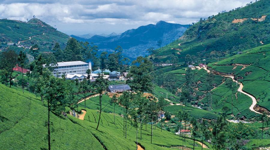 Nuwara Eliya: piantagione e factory del tè