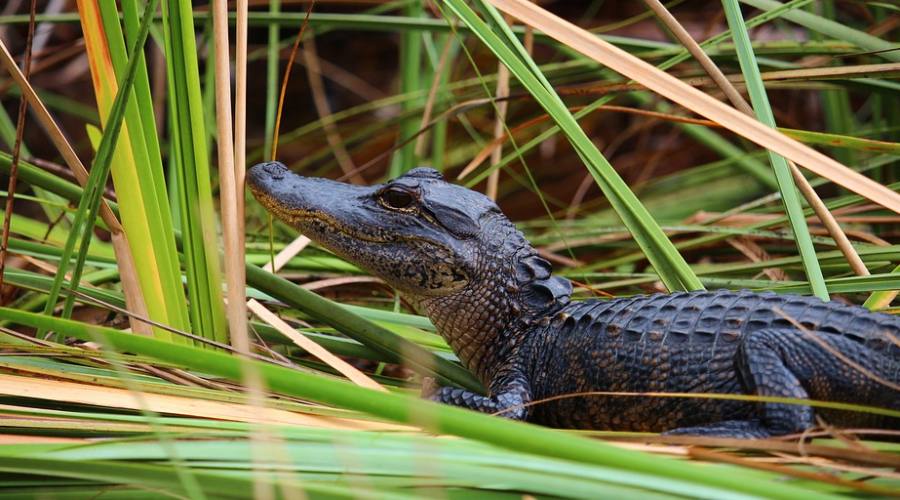 Alligatore alle Everglades