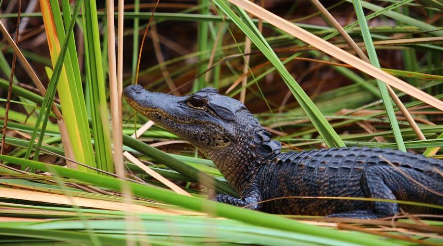 Alligatore alle Everglades