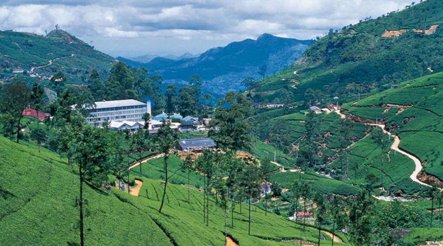 Nuwara Eliya: piantagione e factory del tè