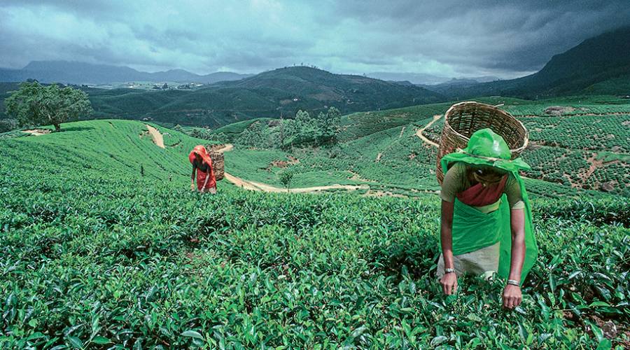 Raccolta del tè a Nuwara Eliya