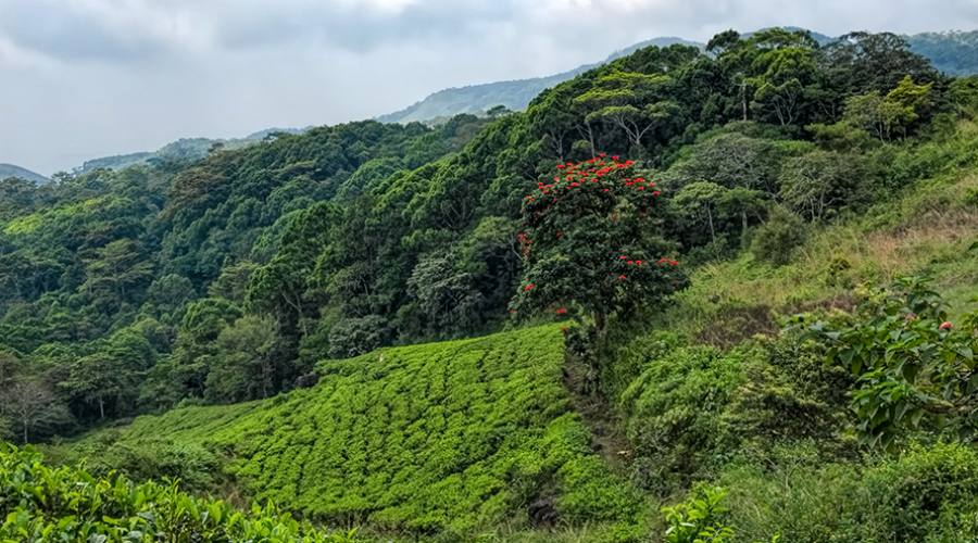 La Foresta di Sinharaja