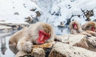 Tour di Gruppo voli inclusi massimo 16 persone: Scoperta Nipponica 2024 - Snow Monkeys
