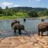 Pinnawela: Orfanotrofio degli Elefanti