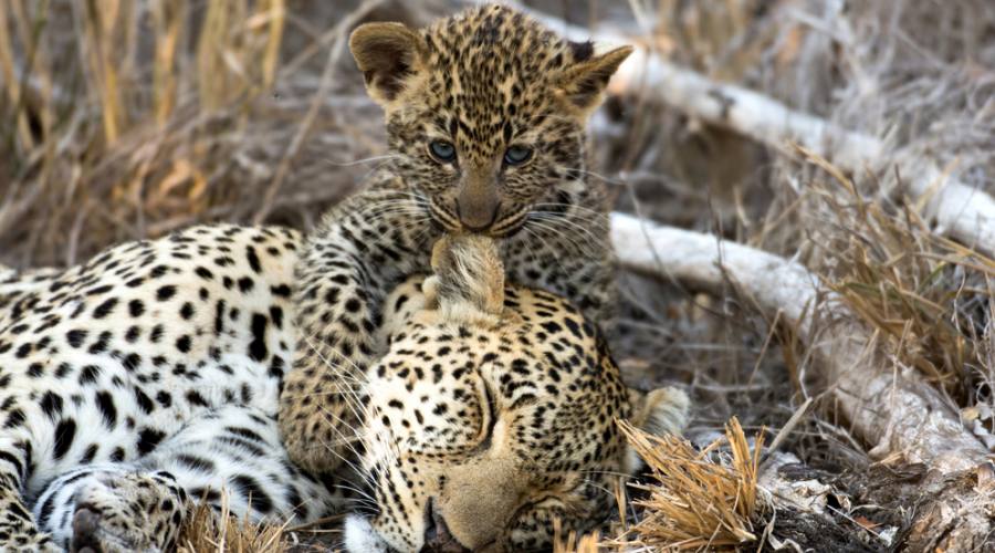 Leopardi nel Kruger