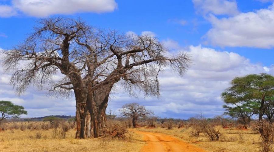 Baobab al Tarangire National Park