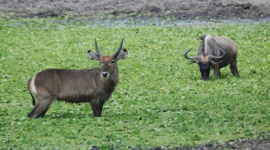 Gnu e antilope d'acqua al Tarangire National Park