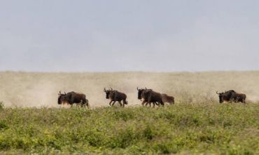 Tarangire - I Parchi del Nord
