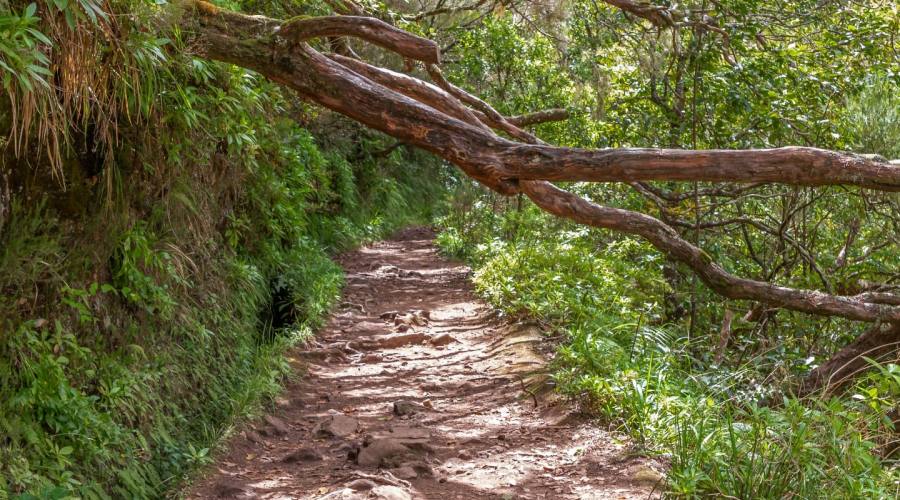 Sentiero nella vegetazione di Madeira