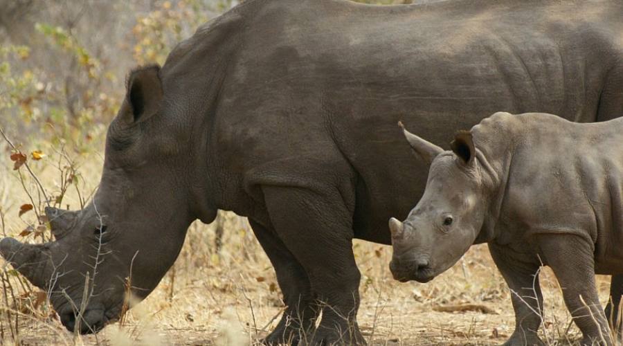 Rinoceronti al South Luangwa NP