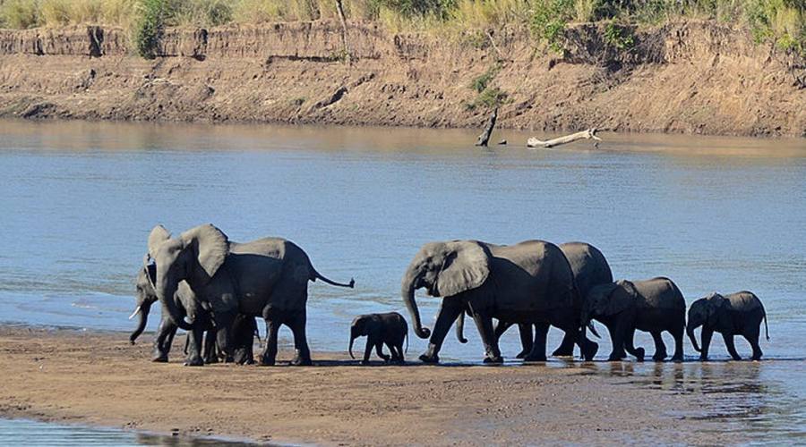 Branco di elefanti sul Luangwa River