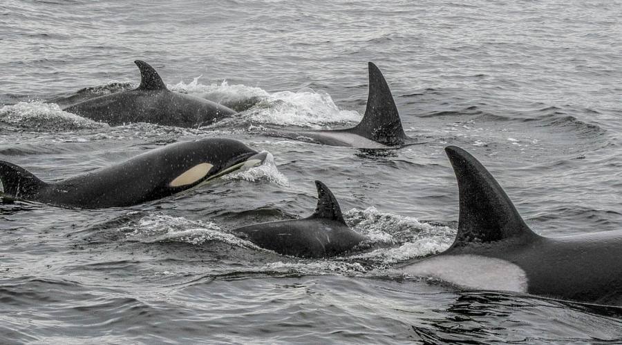Avvistamento delle orche