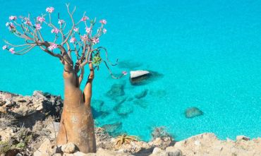 Socotra Selvaggia: tour in hotel