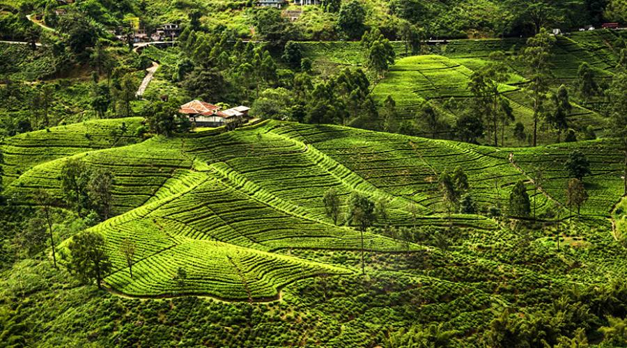 Nuwara Eliya