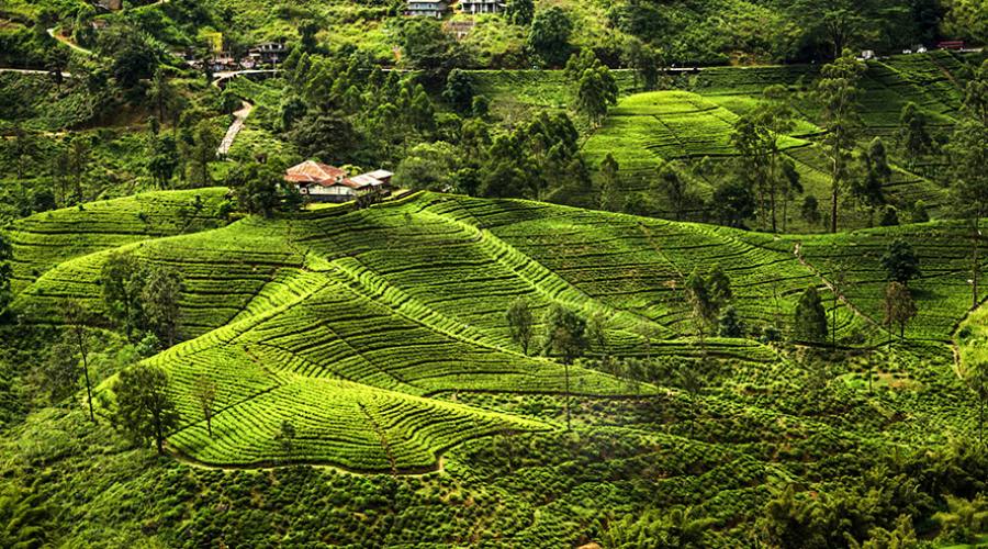 Piantagioni di t&egrave;