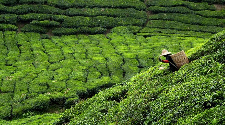 Nuwara Eliya: raccolta del tè