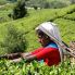 Nuwara Eliya: raccolta del t&eacute;