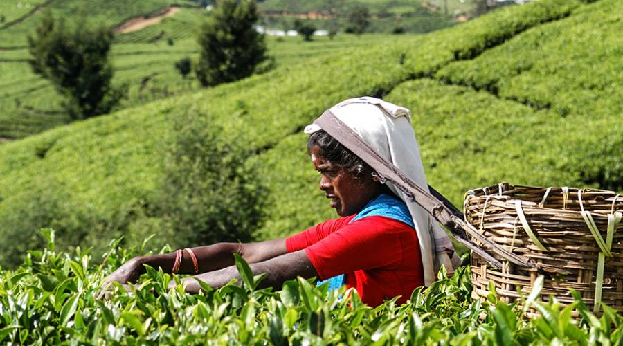 Nuwara Eliya: raccolta del tè