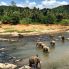 Pinnawela: Orfanotrofio degli Elefanti