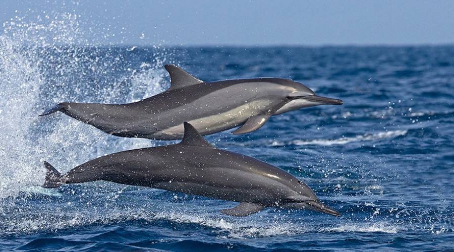 Delfini lungo le coste orientali dello Sri Lanka