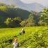 Donne a lavoro nelle piantagioni di tè