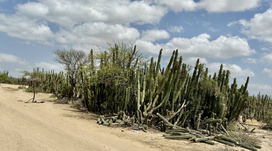 Cactus a La Guajira
