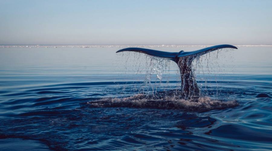 Una balena