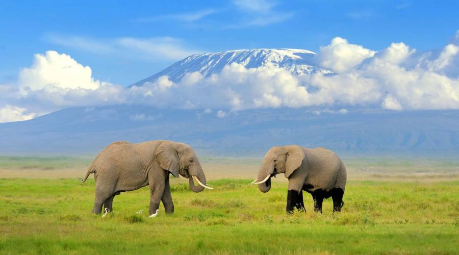 Elefanti all'Amboseli