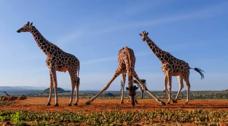 L'eleganza delle Giraffe