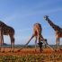 L'eleganza delle Giraffe