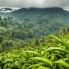 Biodiversità della foresta equatoriale