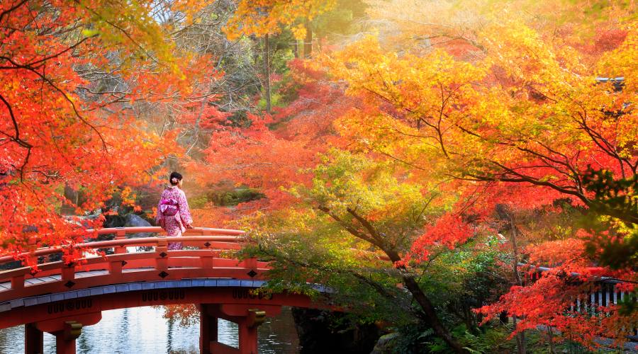 Parco di Kyoto in Autunno