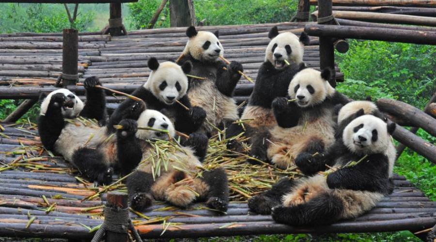 Chengdu: Centro Conservazione Panda