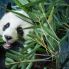 Panda Gigante a Chengdu