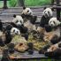 Chengdu: Centro Conservazione Panda