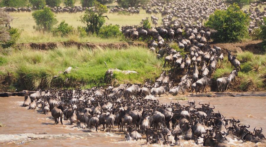 Grande migrazione degli gnu sul fiume Mara